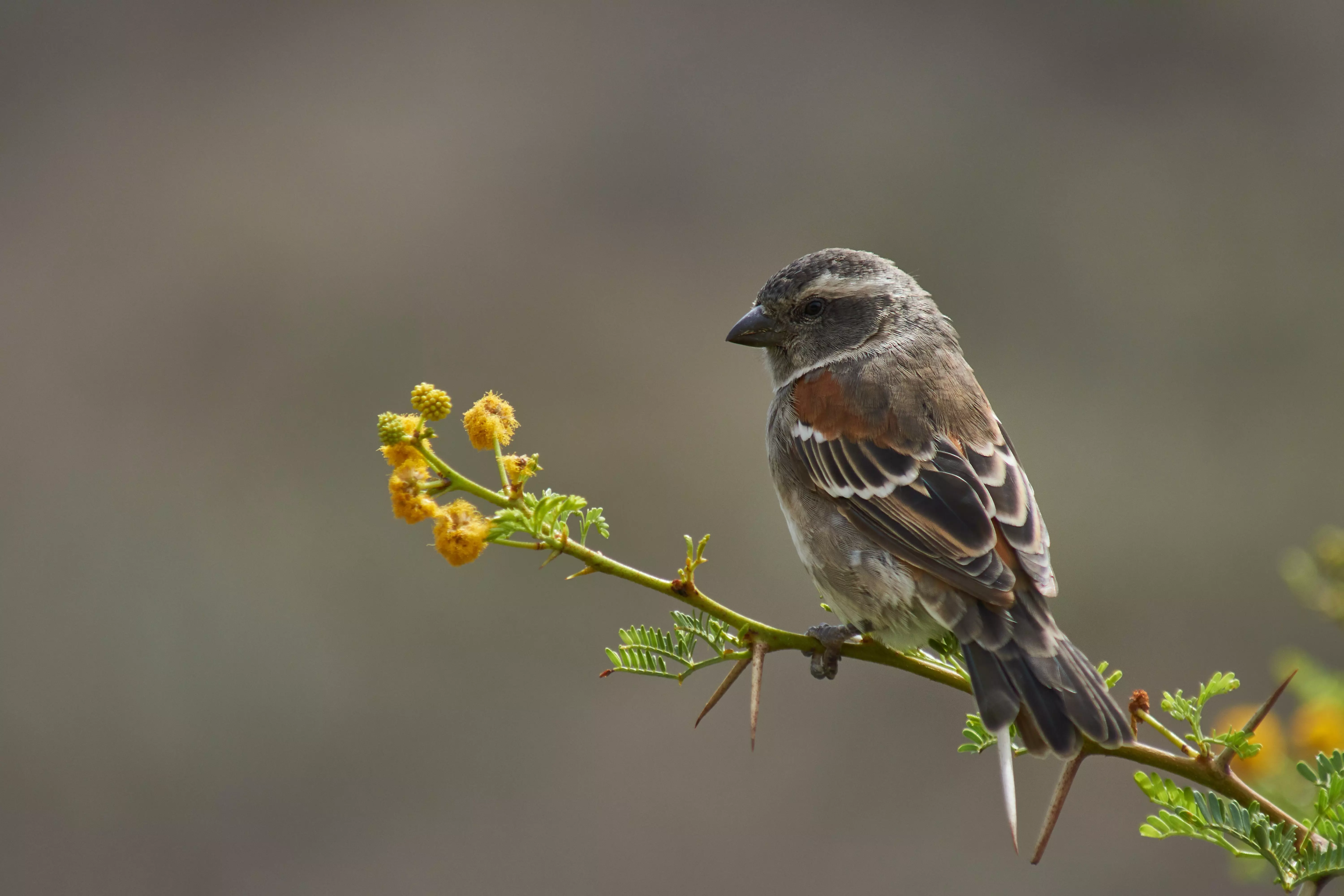 Sparrow on a branch